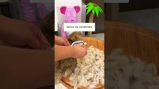 🛁😸😻 #catlover #catvideos #love #video #funny #cat #catshorts #catgrooming #grooming #cutty