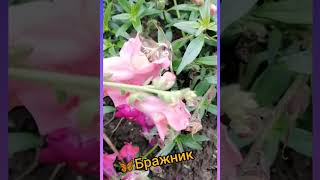 Чудо-бабочка 🦋Бражник 🦋на моей клумбе 🌺🌺🌺