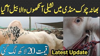 Bhatta Chowk Mandi 2023 | Bhatta Chowk Mandi 2023 Update | Bakra Mandi Islamabad 2023 | Pakistan