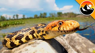 Finding a Fantastic Island Snake!