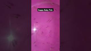 #guppyfish #fishtank