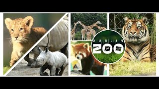 Dublin ZOO #2021| Amazing Attractions | PART 2