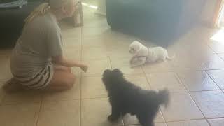 Mandy the Maltichon  showing AJ the Pom her tricks for treats.