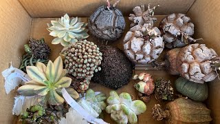 8/25 unbox: sperm cactus, whale fin, dudleya, boobies, San Pedro, super bang, melo cactus ❤️🌵