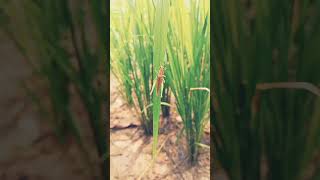 Belalang sawah #short #animals