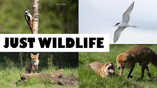 JUST WILDLIFE -WILDLIFE PHOTOGRAPHY AND VIDEO