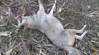 Learning from mistakes, having success trapping coyotes.