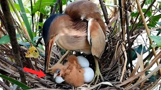 For The First Time, Newly Hatched Birds Attempt To Eat Large Meals