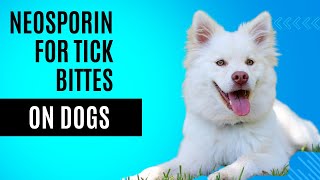 Neosporin for Tick Bites on Dogs: Safe or Not? 🚨🔍 | Complete Guide & Care Tips🐾