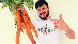 CENOURAS GIGANTES EM CASA - PASSO A PASSO