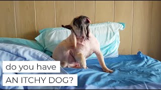 Do You Have An Itchy Dog?