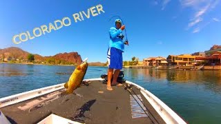 Smallmouth BASS Exploding on Top Water I Colorado River