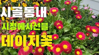 free at city hall 💐 시청에서 공짜로 얻은 꽃입니다