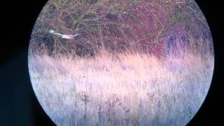 Short Eared Owl, Blueberry Farm, Northants