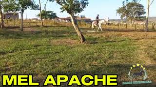 MEL APACHE #mangalargamachador/#mangalargadobrasil/#mangalargadeelite/#viral_video