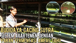 SUKSES BUDIDAYA CACING SUTRA SISTEM APARTEMEN DENGAN PAKAN FERMENTASI AMPAS TAHU || HEMAT TEMPAT