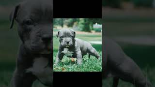 Pitbull Puppies Status #Shorts videos #Short