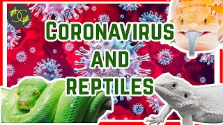 Can my reptiles get coronavirus? - Did COVID-19 come from snakes? - Cookies Critters