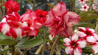 ROSAS DO DESERTO SOBRE O EVIOS DE SEMENTES