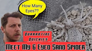 QUARANTINE QUICKIES  Part 1- Meet my Six Eyed Sand Spider