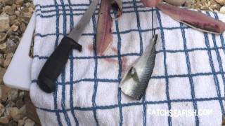 Filleting Knife and bait preparation