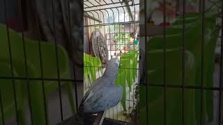 #talking parrot #talkingparrot