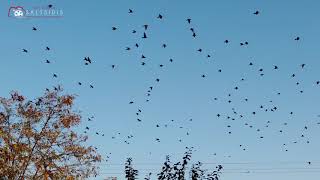 Birds on November at Kilkis