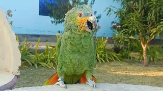 Amazon parrot natural sound/ Amazon parrot screaming sounds