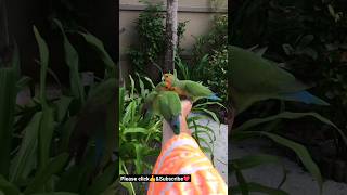 Colorful birds beautiful video|#shorts #birds #parrot