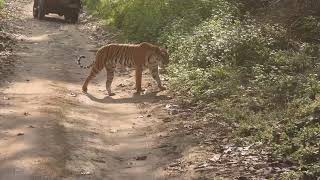 Tiger crosses our path at Corbett-March 2022