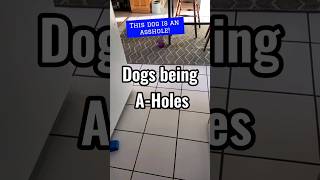 Dogs being A-Holes #funnydogs