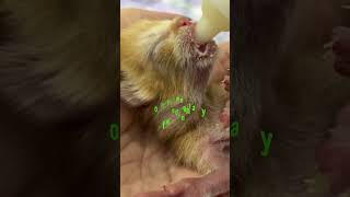 Supplementary feeding for a newborn kitten #shorts