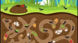 What's Inside An Anthill and Ant life