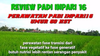 MERAWAT PADI BUNTING AGAR MALAI NYA PANJANG,BULIRNYA BANYAK DAN MENCEGAH PADI HAMPA