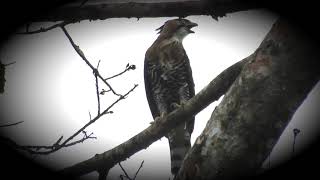 Águila Penachuda | Ornate Hawk Eagle | Spizaetus ornatus