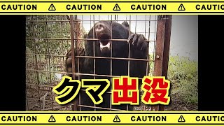 クマ3頭が住宅の敷地に　住人が通報　体長40㎝の子グマ2頭と親グマか