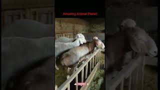 Sheeps can be very Funny, See for yourself | Funny Sheeps