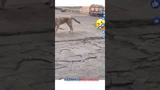 When I’m Ready to Fight ,My Friend does this! 🤨🐶  Dog Edition #trending #funny #comedy #dog #world