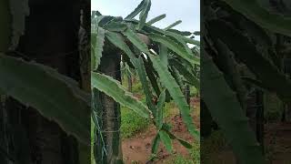 Dragon fruit farming #Dragon fruit #shorts