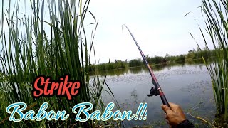 Gila,,,!!!  Bener Bener nggak Nyangka! Mancing Di Sini Strike Babon Babon