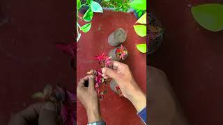 How to Propagate Red Alternanthera Cuttings in Plastic Bottle - DIY #shorts