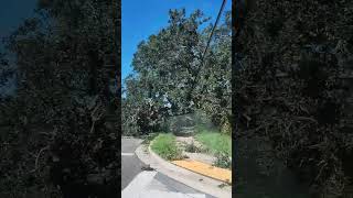 10-10-24 Giant oak tree fell in Clearwater during Hurricane Milton