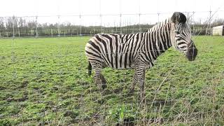 Plains Zebras, Axe Valley Wildlife Park (15th March 2022)