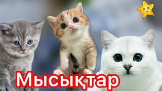 Мысықтар. Мысық әні. Тек мысықтар