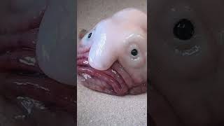 Blobfish ate Deel Sea Fish #blopfish #fish #sea #animals #nature