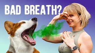 Natural remedies for a dog's smelly breath