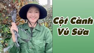 Cột Cành Vú Sữa Cùng Trang Ở Đắk Lắk #shorts