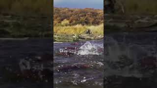 Salmon journey #salmon #alaska #river #wildlife #shorts