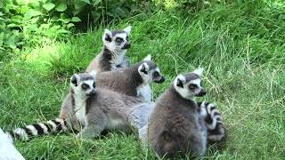 Ring-tailed Lemurs, Axe Valley Wildlife Park (9th August 2024)