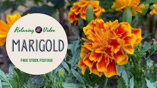 4K UHD - Double Colour Marigold Flowers | Relaxing Nature Sounds (Bird sounds) - Free Stock Footage